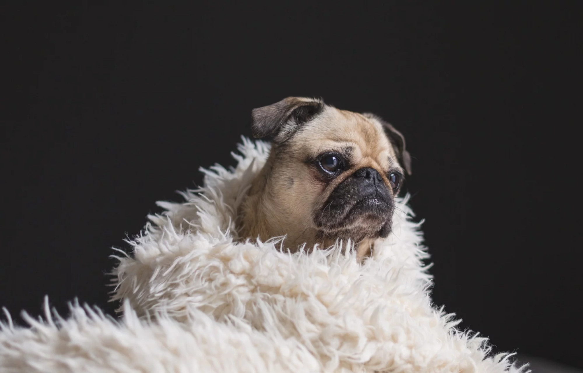 media.hotel riccione accetta cani